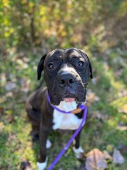 Rescue Staffordshire Bull Terrier and Boxer Dogs for Adoption in Saint Charles, Missouri - Duke | PetCurious