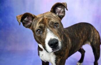 COCOA -  American Staffordshire Terrier Dog for Adoption in Fort Lauderdale, Florida - COCOA | PetCurious
