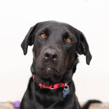 Luna -  Labrador Retriever Dog for Adoption in Los Angeles, California - Luna | PetCurious