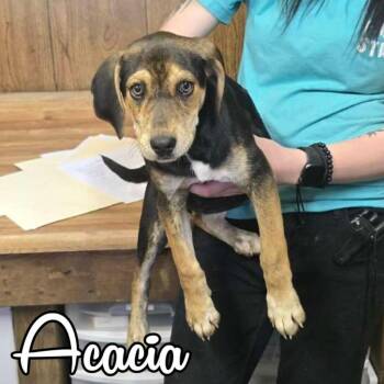 Coonhound and Mixed Breed Dogs Available for Adoption in Hillsboro, Ohio - Acacia | PetCurious