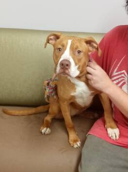 Rosie Girl -  Terrier and American Staffordshire Terrier Dog for Adoption - Rosie Girl | PetCurious