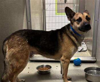 German Shepherd Dog and Siberian Husky Dogs Available for Adoption - SOSA | PetCurious