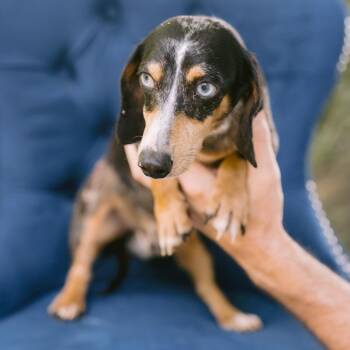 Dale -  Dachshund Dog for Adoption in Zionsville, Indiana - Dale | PetCurious