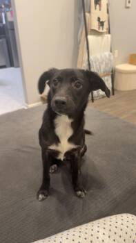 Iris -  Black Labrador Retriever Dog for Adoption in Lemont, Illinois - Iris | PetCurious