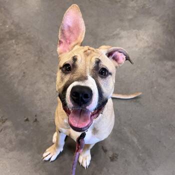 Sabrina -  Mixed Breed Dog for Adoption in Pittsburgh, Pennsylvania - Sabrina | PetCurious