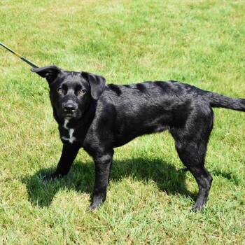 Buck -  Mixed Breed Dog for Adoption in Searcy, Arkansas - Buck | PetCurious