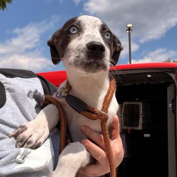 Australian Cattle Dog Blue Heeler Dogs Available for Adoption in Indianapolis, Indiana - Ida Mae | PetCurious