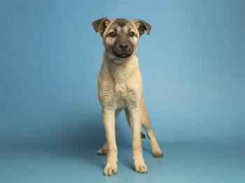 German Shepherd Dog and Mixed Breed Dogs Available for Adoption - BERRY | PetCurious