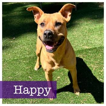 Rescue American Bully Dogs for Adoption in Cumming, Georgia - Happy CP | PetCurious
