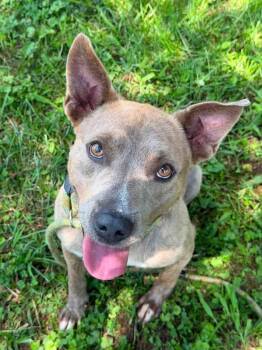 Romeo - Courtesy Post -  Pit Bull Terrier Dog for Adoption in Deering, New Hampshire - Romeo - Courtesy Post | PetCurious