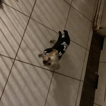 Yorkshire Terrier Dogs Available for Adoption - Penny | PetCurious