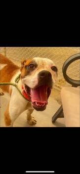 Rescue Bulldog Dogs for Adoption in Warren, Ohio - Vega | PetCurious