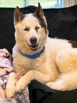 Rescue Siberian Husky Dogs for Adoption in Hagerstown, Maryland - BRUNO | PetCurious