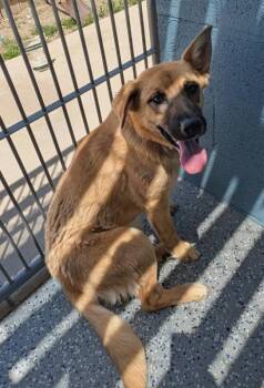 German Shepherd Dog Dogs Available for Adoption in Benson, Arizona - Penny | PetCurious