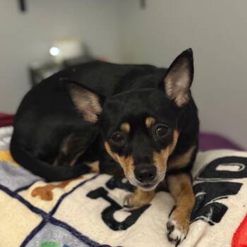 Miniature Pinscher and Chihuahua Dogs Available for Adoption in Helena, Alabama - Callie | PetCurious