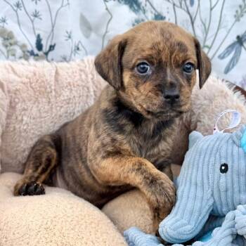 Puggle and Pug Dogs Available for Adoption in Fairfield, Connecticut - Camo | PetCurious