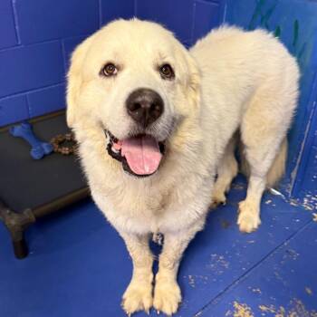 CT Oden -  Great Pyrenees Dog for Adoption in Stormville, New York - CT Oden | PetCurious