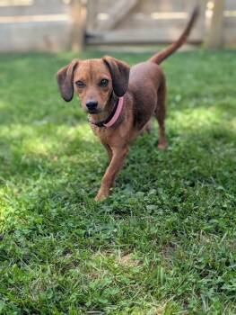 Brielle -  Dachshund and Chihuahua Dog for Adoption in Nashville, Tennessee - Brielle | PetCurious
