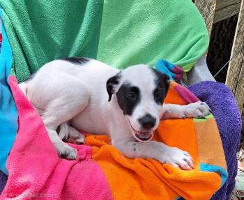 Baloo BR14579-T LOCAL Adoption Event in Burlington 8/22 -  Labrador Retriever and Border Collie Dog for Adoption in Missouri City, Texas - Baloo BR14579-T LOCAL Adoption Event In Burlington 8/22 | PetCurious
