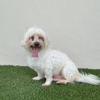 Frosty Paws 9250 -  Maltese Dog for Adoption in Loxahatchee Groves, Florida - Frosty Paws 9250 | PetCurious