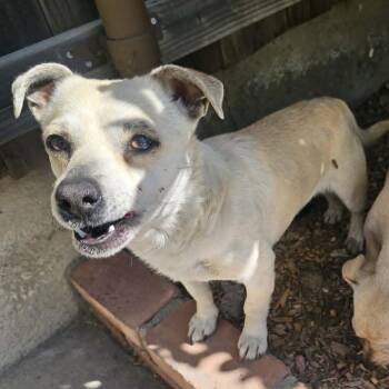 Olaf -  Chihuahua and Mixed Breed Dog for Adoption in Ferndale, Washington - Olaf | PetCurious