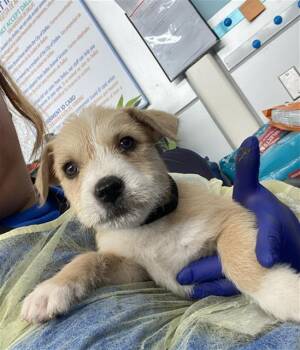 Mixed Breed Dogs Available for Adoption - STAR | PetCurious