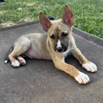 Nico -  Terrier and Mixed Breed Dog for Adoption in Orangevale, California - Nico | PetCurious