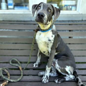 MCFLURRY -  Catahoula Leopard Dog and Mixed Breed Dog for Adoption in Long Beach, California - MCFLURRY | PetCurious