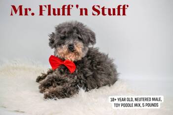 Mr. Fluff 