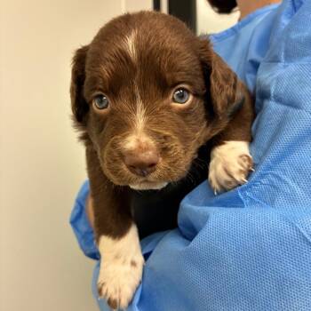 Lambo -  Australian Shepherd and Mixed Breed Dog for Adoption in Portland, Oregon - Lambo | PetCurious