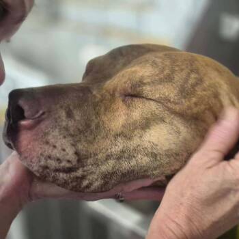 Rivian -  Pit Bull Terrier and Mixed Breed Dog for Adoption in Dover, Arkansas - Rivian | PetCurious