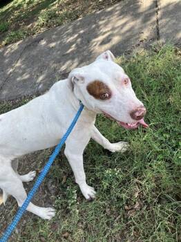 Rescue Mixed Breed Dogs for Adoption in Dallas, Texas - CONNOR | PetCurious