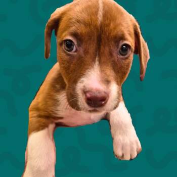 Rocki -  Pit Bull Terrier and Mixed Breed Dog Available for Adoption in Reno, Nevada - Rocki | PetCurious
