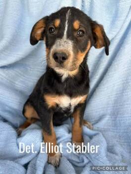 Rescue Mixed Breed Dogs for Adoption in Waunakee, Wisconsin - Det Elliot Stabler | PetCurious