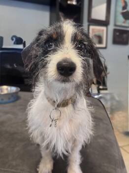 Dachshund Dogs Available for Adoption in Jacksonville, Florida - Daphne | PetCurious