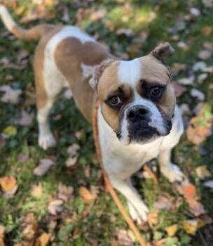 Vincent -  Bulldog Dog for Adoption in Batavia, Ohio - Vincent | PetCurious