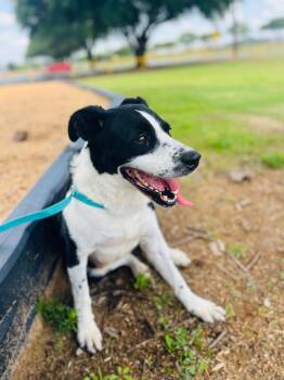 Rescue Terrier Dogs for Adoption in Bossier City, Louisiana - Gladys | PetCurious