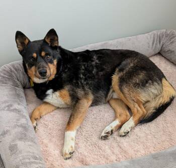 Australian Cattle Dog Blue Heeler and Corgi Dogs Available for Adoption in Salt Lake City, Utah - Westyn | PetCurious