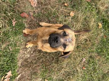 Rescue Chow Chow and Hound Dogs for Adoption in Manchester, Tennessee - Harvest | PetCurious