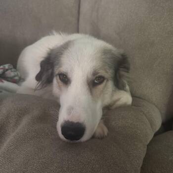 Nori -  Great Pyrenees Dog for Adoption in Pflugerville, Texas - Nori | PetCurious