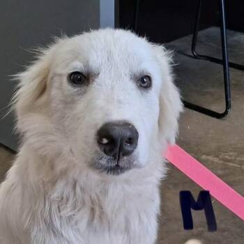 Charlie Brown -  Great Pyrenees Dog for Adoption in Williston, Vermont - Charlie Brown | PetCurious