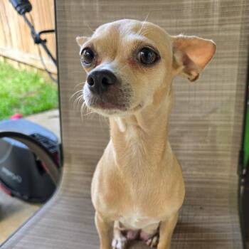 Chihuahua Dogs Available for Adoption in Boerne, Texas - Princess Mina | PetCurious