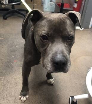 Rescue Mixed Breed Dogs for Adoption in West Chester, Pennsylvania - Glenn | PetCurious