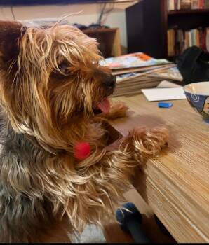 Charnay -  Australian Terrier Dog for Adoption in Portland, Oregon - Charnay | PetCurious