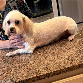 Larry -  Maltese Dog for Adoption - Larry | PetCurious