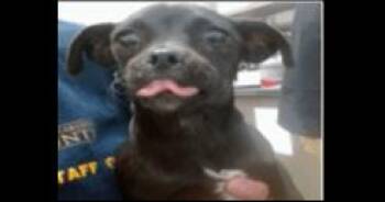 AAD New Arrival!  Macie - 26162 -  Chihuahua and Pug Dog for Adoption in Armonk, New York - AAD New Arrival!  Macie - 26162 | PetCurious
