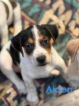 Great Pyrenees and Labrador Retriever Dogs Available for Adoption in Lutz, Florida - Aiden | PetCurious
