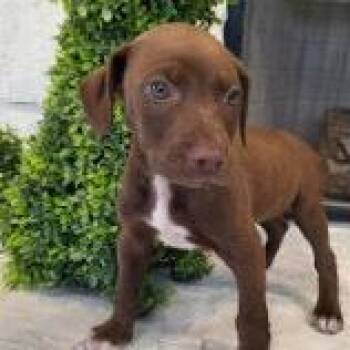 AAD Upcoming Arrival!  Lone Star - 26109 -  Labrador Retriever Dog for Adoption in Armonk, New York - AAD Upcoming Arrival!  Lone Star - 26109 | PetCurious