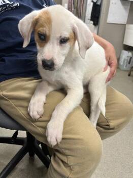 Silis -  Great Pyrenees Dog for Adoption in Hopkinsville, Kentucky - Silis | PetCurious