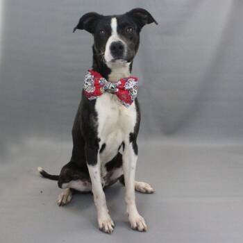 American Staffordshire Terrier Dogs Available for Adoption - Banshee | PetCurious